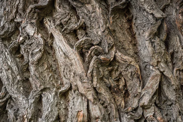 Natuurlijke bruine achtergrond - schors tre — Stockfoto