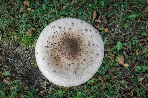 Зонтик Mushroom (Macrolepiota Procera) на естественном фоне — стоковое фото