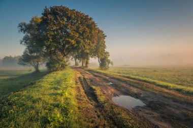 Road during a foggy morning in Oborskie Meadows, Konstancin Jezi