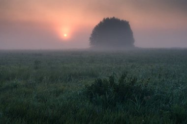 Sunrise over the lonely clump of trees during a foggy morning in