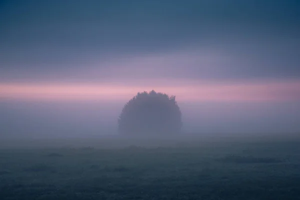 Ein einsamer Baumklumpen während eines nebligen Morgens in der Oborskie meado — Stockfoto
