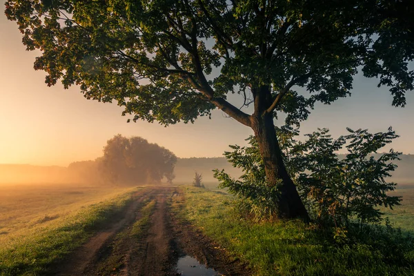 Road during a foggy morning in Oborskie Meadows, Konstancin Jezi