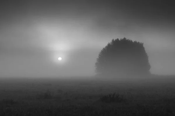 Un grupo solitario de árboles durante una mañana brumosa en Oborskie Meado — Foto de Stock