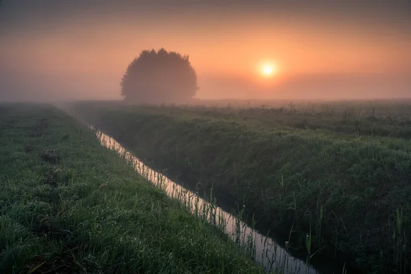 Схід сонця над самотньою грудкою дерев під час туманного ранку в — стокове фото