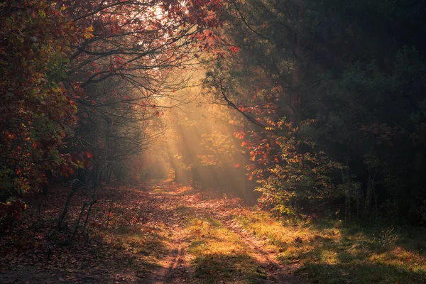 Vägen i skogen och solstrålar under en dimmig höstmorgon ne — Stockfoto
