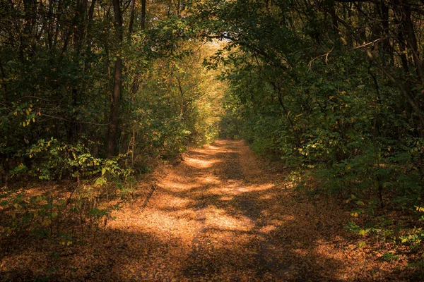 Väg i höstskogen nära Piaseczno, Polen — Stockfoto