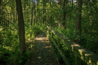 Calowanie Bataklığı - Polonya 'nın Karczew kentindeki Masovian Peyzaj Parkı' ndaki Peatbataklık üzerinde tahta yaya köprüsü