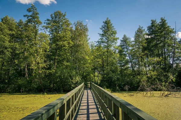 Calowanie Swamp Ξύλινη Πεζογέφυρα Στο Peatbog Στο Masovian Landscape Park — Φωτογραφία Αρχείου