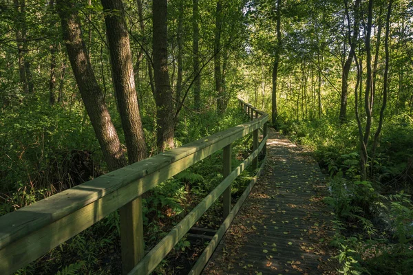 Calowanie Swamp Ξύλινη Πεζογέφυρα Στο Peatbog Στο Masovian Landscape Park — Φωτογραφία Αρχείου