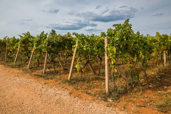 Vineyards Sunny Day Medjugorje Bosnia Herzegovina — Stock Photo, Image