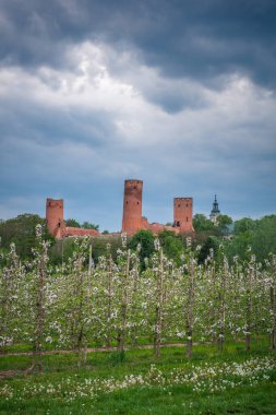 Polonya 'nın Czersk şehrinde şato ve çiçek açan elma ağaçları
