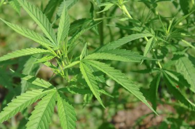 yeşil marihuana yaprağı