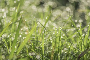 su damlası ile çimen