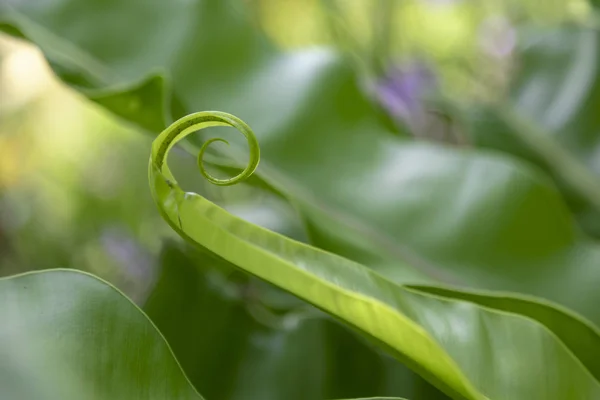 yeşil büyüme bitki