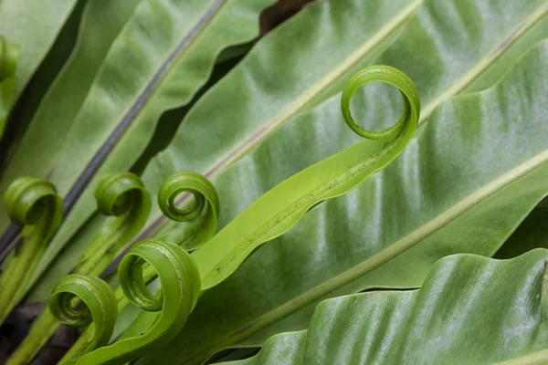 yeşil büyüme bitki