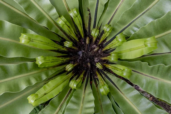 yeşil büyüme bitki