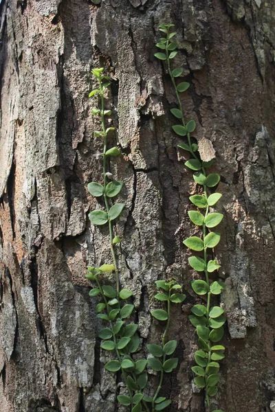 küçük bir bitki ve ağaç üzerinde