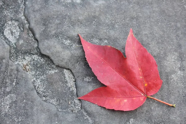 Yerde akçaağaç yaprağı var.