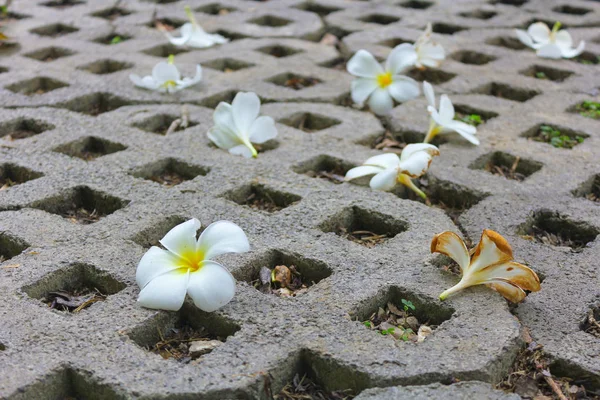 beyaz çiçekler yere atın