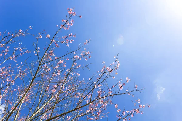 Ağaç Gökyüzü bahar çiçek blossom şube doğa pembe mavi sakura çiçek çiçeklenme çiçekler Beyaz Kış sezon