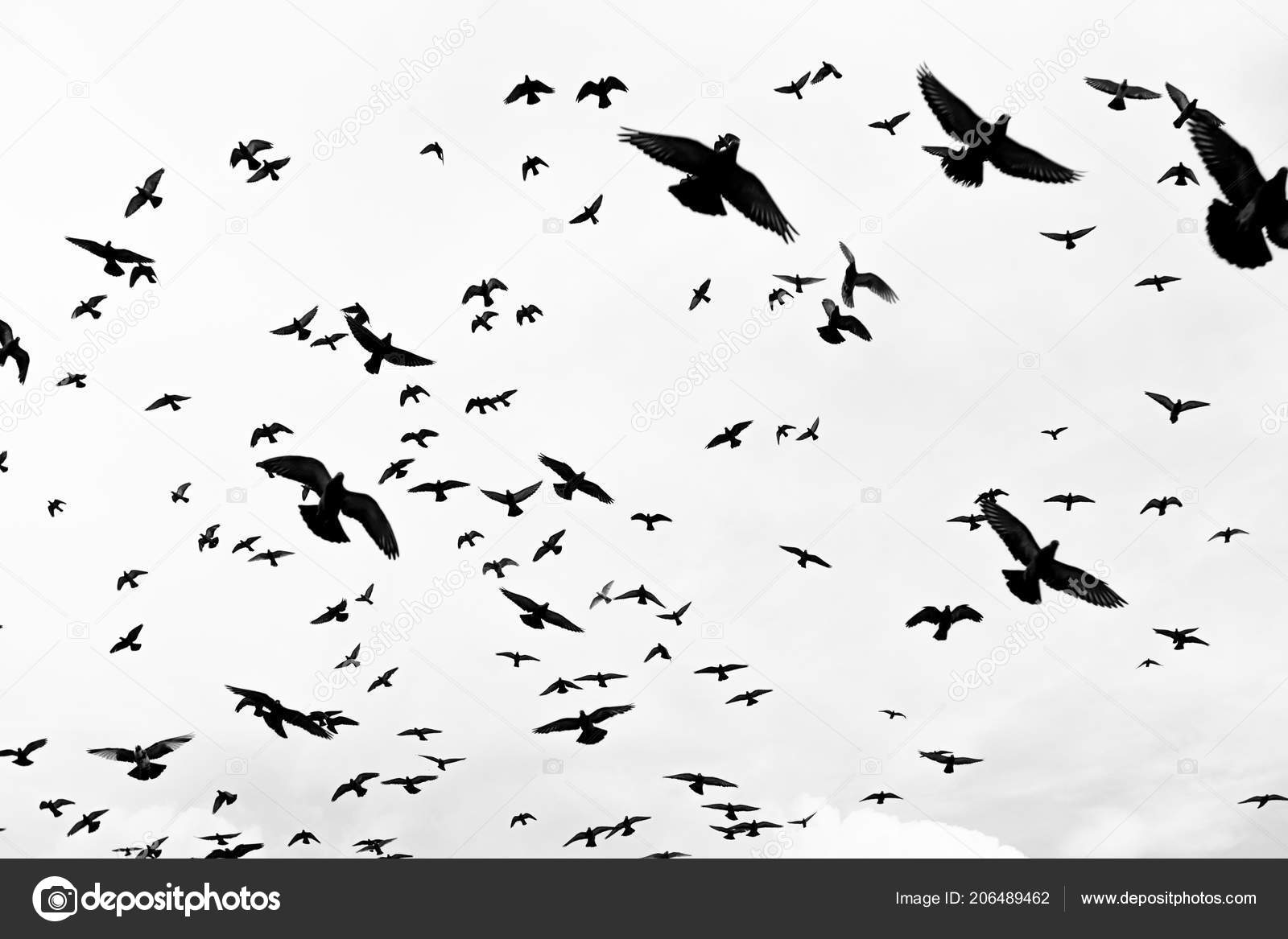 Bird Flying Sky Birds Flock Flight Fly Nature Blue Animal Stock Photo Image By C Monkeypapa