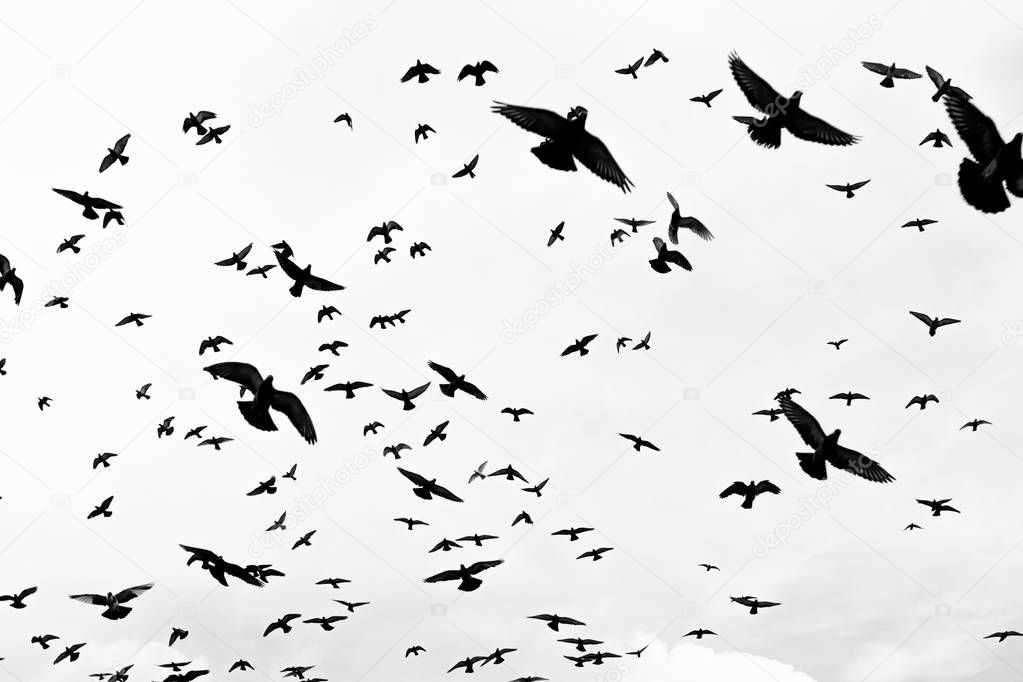 bird flying sky birds flock flight fly nature blue animal wildlife geese silhouette migration clouds 