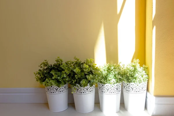 çiçek bitki pot yeşil beyaz doğa çiçek izole bahar, yaprak çiçek dekorasyon Bahçe 