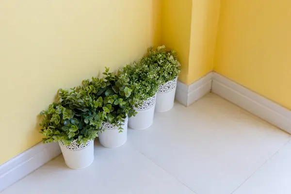 çiçek bitki pot yeşil beyaz doğa çiçek izole bahar, yaprak çiçek dekorasyon Bahçe 