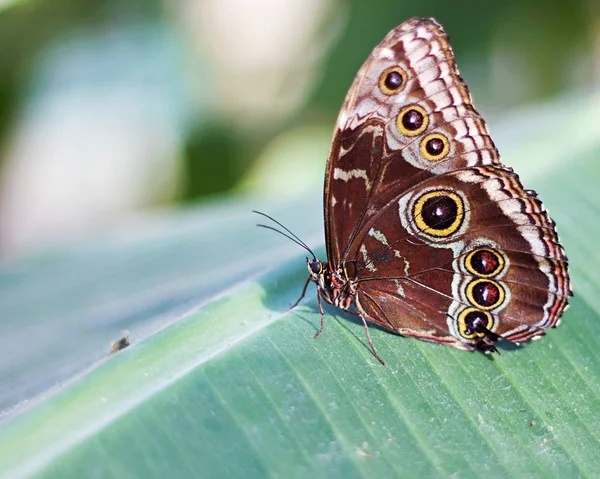 Borboleta Marrom Sentado Uma Folha Verde — Fotografia de Stock