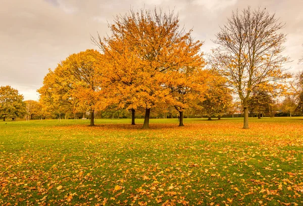 Park, Londra, İngiltere'de sonbahar