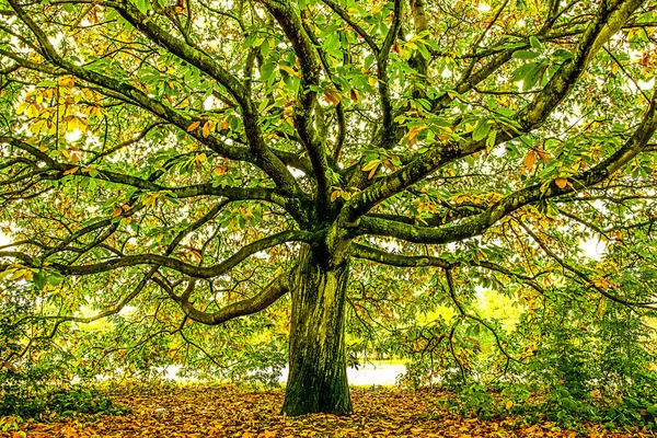 Büyük meşe ağacı, Londra, İngiltere