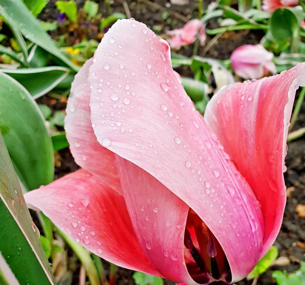 Pembe sarmal lale portre 