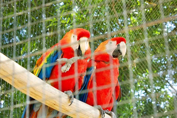 Los Papagayos Coloridos Jaula Acercan — Foto de Stock