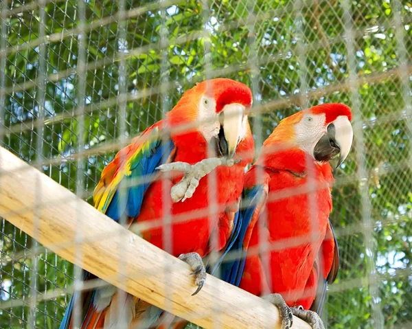 Pappagalli Una Gabbia Vicino — Foto Stock