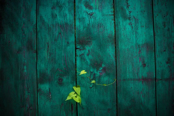 Leaves Loach Sprout Old Wooden Green Fence Beautifully Peeling Paint — Stock Photo, Image
