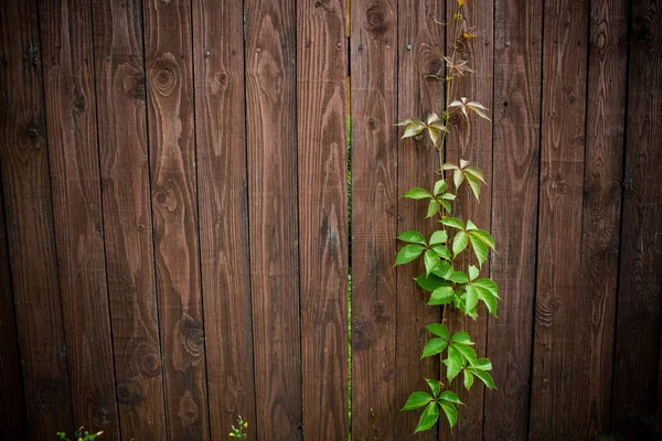 Folhas Loach Brotar Através Uma Cerca Madeira Áspera Com Uma — Fotografia de Stock