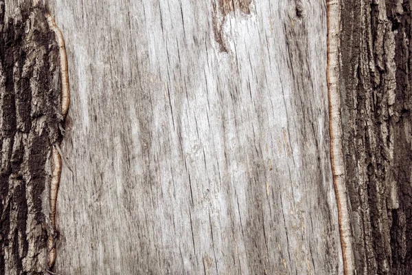 meşe kabuğu parçası