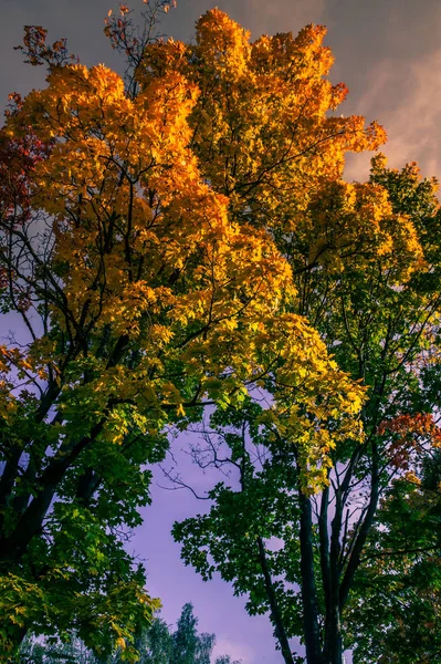ağaçların dallarında çok renkli sonbahar yaprakları