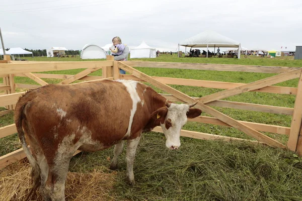 kalemçimüzerinde buzağılar