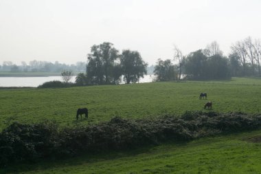 Nehrin yanında ağaçları arasında'nın bahçesinde sabah otlatma atlar