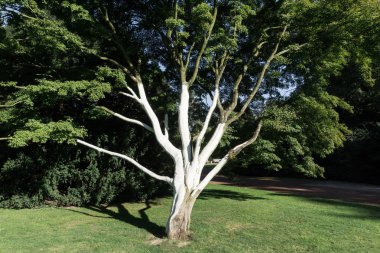 Beyaz boyalı bir ağaç zararlıları