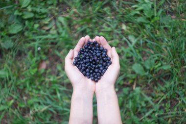 Olgun orman yaban mersini bilberry, whortleberry, blaeberry, huckleberry bir genç kadın veya kız elinde bir avuç