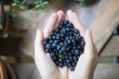 Olgun orman yaban mersini bilberry, whortleberry, blaeberry, huckleberry bir genç kadın veya kız elinde bir avuç