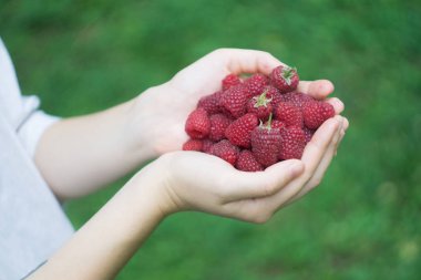 Olgun kırmızı orman ahududu bir genç kadın veya kız elinde bir avuç