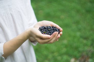 Olgun orman yaban mersini bilberry, whortleberry, blaeberry, huckleberry bir genç kadın veya kız elinde bir avuç