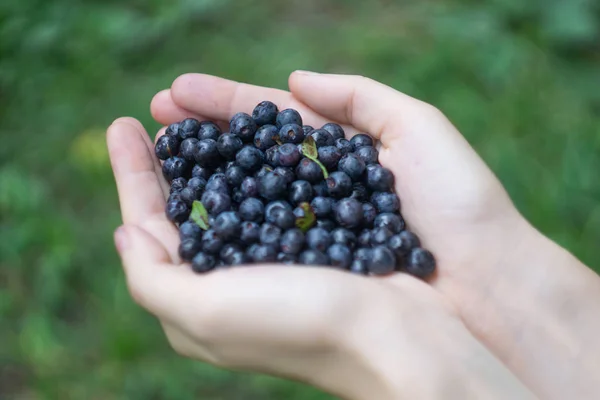 Um punhado de mirtilos silvestres maduros mirtilo, whortleberry, blaeberry, huckleberry nas mãos de uma jovem mulher ou menina — Fotografia de Stock