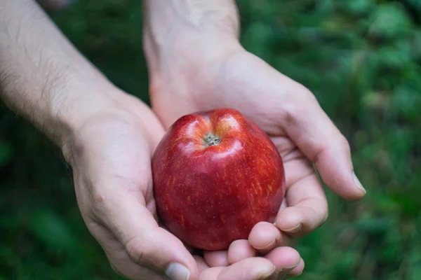 Eine männliche Hand hält einen roten reifen Apfel vor einem Hintergrund grünen Grases — Stockfoto