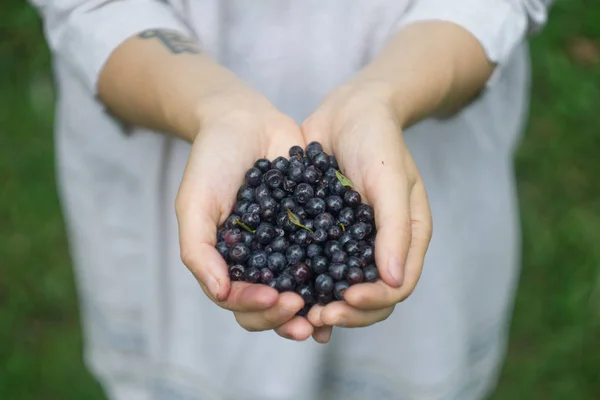 Um punhado de mirtilos silvestres maduros mirtilo, whortleberry, blaeberry, huckleberry nas mãos de uma jovem mulher ou menina — Fotografia de Stock