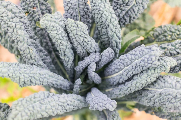 Tuscan kale or black kale on plant in the garden. Winter cabbage italian kale or lacinato growth in row on the farm.