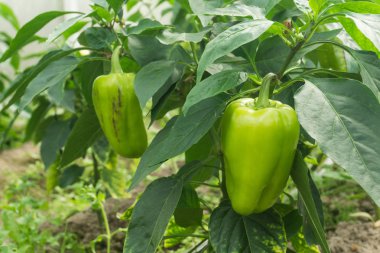 Tatlı biber kırmızı biber dal bir serada büyür
